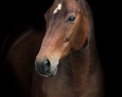 horse Lucky (KWPN (Royal Dutch Sporthorse), 2005, from Guidam)