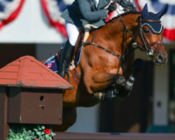 jumper Gk Coco Chanel (Holsteiner, 2008, from Clarimo Ask)