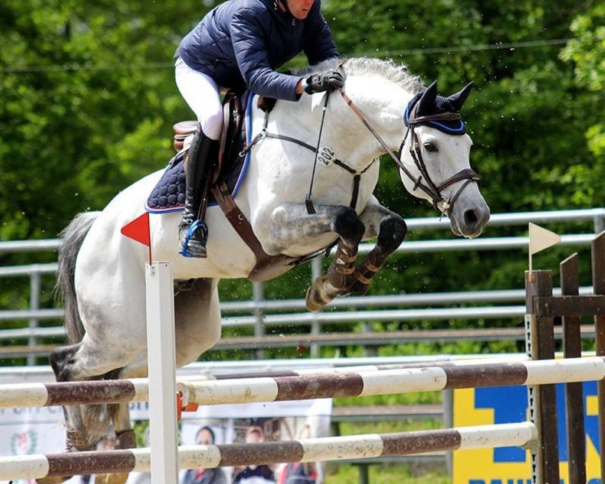 stallion Cosido (Holsteiner, 2005, from Cosimo)
