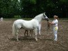 broodmare Ulfenbach Little Darling (German Riding Pony, 1988, from Derbino)