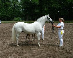 broodmare Ulfenbach Little Darling (German Riding Pony, 1988, from Derbino)