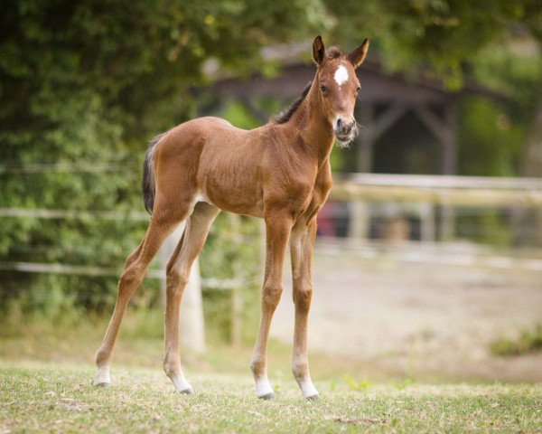 broodmare TS Halimah (Arabian thoroughbred, 2018, from CH Lagos 2001 ox)