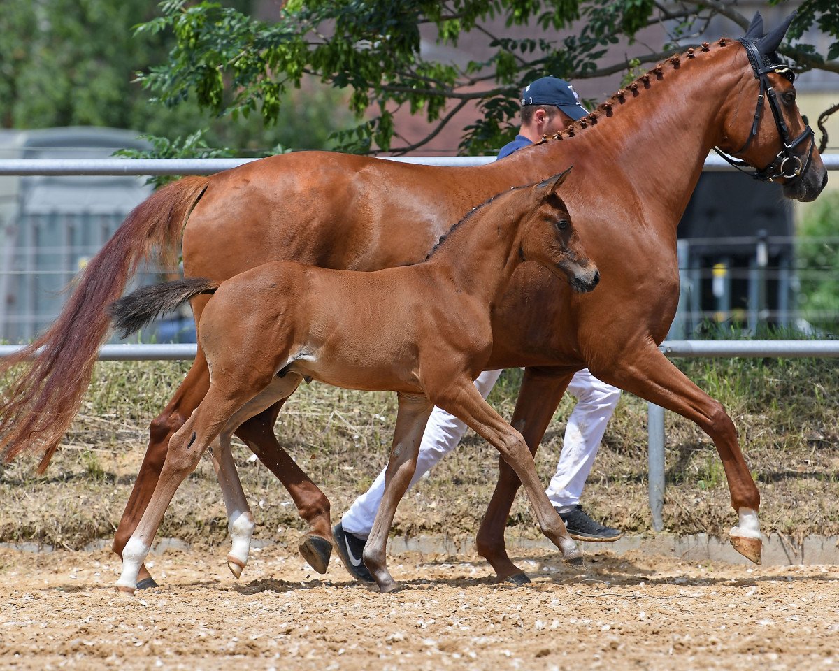 dressage horse Da Vinci 382 (German Sport Horse, 2018, from Daybreak M)