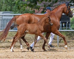 dressage horse Da Vinci 382 (German Sport Horse, 2018, from Daybreak M)