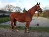 dressage horse Irana 13 (Trakehner, 2002, from Feingeist)