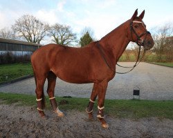 dressage horse Irana 13 (Trakehner, 2002, from Feingeist)