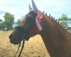 dressage horse Cassinis feine Dame (Deutsches Reitpony, 2012, from Top Carlos Cassini)