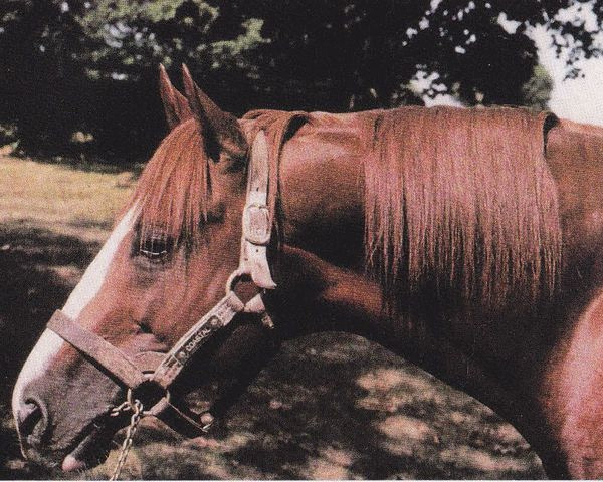 Deckhengst Coastal xx (Englisches Vollblut, 1976, von Majestic Prince xx)