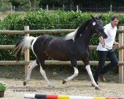 broodmare La Kayra (unknown, 2003, from Rondo)