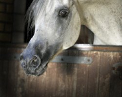 stallion Sharkassow ox (Arabian thoroughbred, 1992, from Amar El Pascha ox)