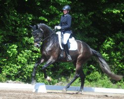 dressage horse Quintorini (Oldenburg, 2013, from Quaterback)