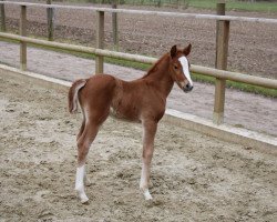 Zuchtstute Captain's Liebling (Deutsches Reitpony, 2018, von Captain Meyer WE)