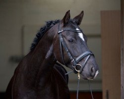 dressage horse Natcho AW (German Riding Pony, 2015, from Noah de Luxe)