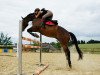 jumper Soul 5 (German Sport Horse, 2007, from Hidalgo)