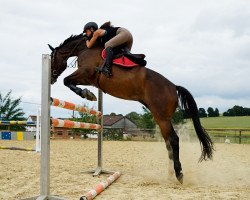 jumper Soul 5 (German Sport Horse, 2007, from Hidalgo)