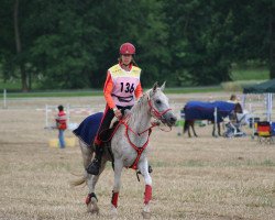 horse El Santee (Arabian thoroughbred, 1995, from Rinaldo ox)