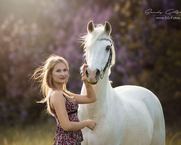 jumper Napoli (German Riding Pony, 1997, from Navajo)