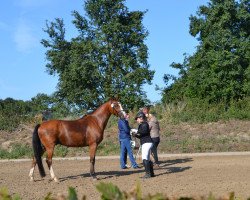 Dressurpferd Starfire TR (Deutsches Reitpony, 2014, von Spring Star's Spirit)