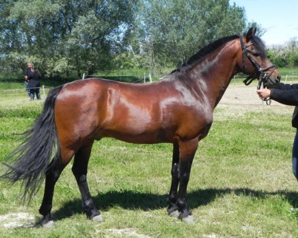 horse Woodrow Choir Master (New Forest Pony, 1995, from Peveril Peter Piper)