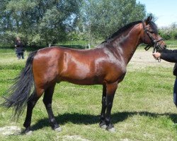 horse Woodrow Choir Master (New Forest Pony, 1995, from Peveril Peter Piper)