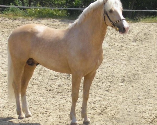 horse Mivus (New Forest Pony, 2000, from Merrie Milton)