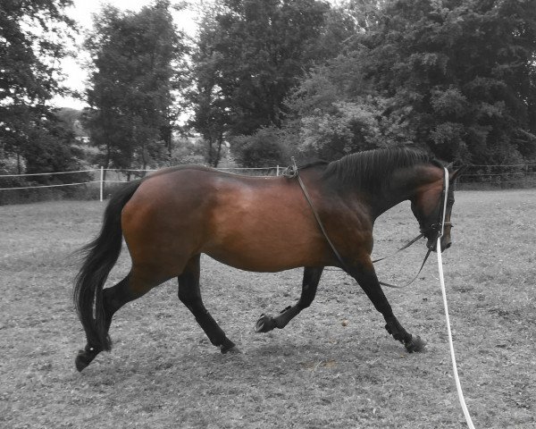 broodmare Balletonea-M (Austrian Warmblood, 2004, from Carry Gold)