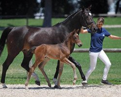 dressage horse Hengst von Daybreak M (Bavarian, 2018, from Daybreak M)