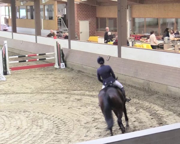 Reitturnier Vlotho-Valdorf 2017