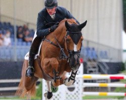 jumper H5 Calvino de Nyze Z (Zangersheide riding horse, 2009, from Calvaro Z)