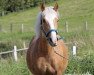 dressage horse Pearl (Welsh-Cob (Sek. C), 2010)