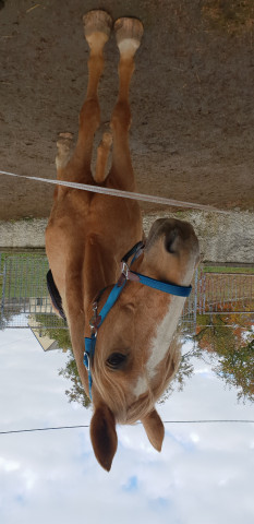 broodmare Laurina (Thuringia, 1999, from My Boy (Tscheche))