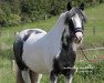 jumper Elli (Tinker / Irish Cob / Gypsy Vanner, 2003)