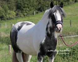 Springpferd Elli (Tinker / Irish Cob / Gypsy Vanner, 2003)