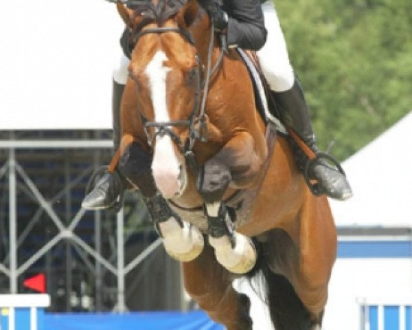 stallion Picasso Z (KWPN (Royal Dutch Sporthorse), 1997, from Andiamo)