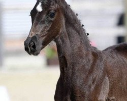 dressage horse Stute von Zalando (Bavarian, 2018, from Birkhof's Zalando OLD)