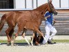 dressage horse Diamond's Shine 3 (German Sport Horse, 2018, from Diamond Hit)