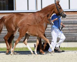 Dressurpferd Diamond's Shine 3 (Deutsches Sportpferd, 2018, von Diamond Hit)