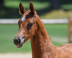 dressage horse Dante Junior 2 (German Sport Horse, 2018, from Don Nobless)