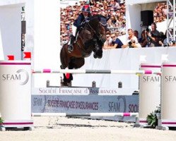 stallion Ninyon (Oldenburg show jumper, 2008, from Nintender)