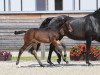 jumper Don Seiduso (German Sport Horse, 2018, from Dia Corrado)