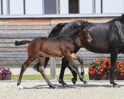 Springpferd Don Seiduso (Deutsches Sportpferd, 2018, von Dia Corrado)