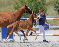 Dressurpferd Balanos (Deutsches Sportpferd, 2018, von Bailamos Biolley)