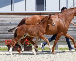 dressage horse Don Camillo 309 (German Sport Horse, 2018, from Daybreak M)