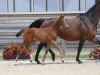 Springpferd Charlie Sheen 9 (Deutsches Sportpferd, 2018, von Colman)