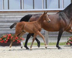 jumper Charlie Sheen 9 (German Sport Horse, 2018, from Colman)