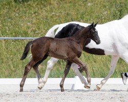 dressage horse Stute von Secret (Bavarian, 2018, from Secret)