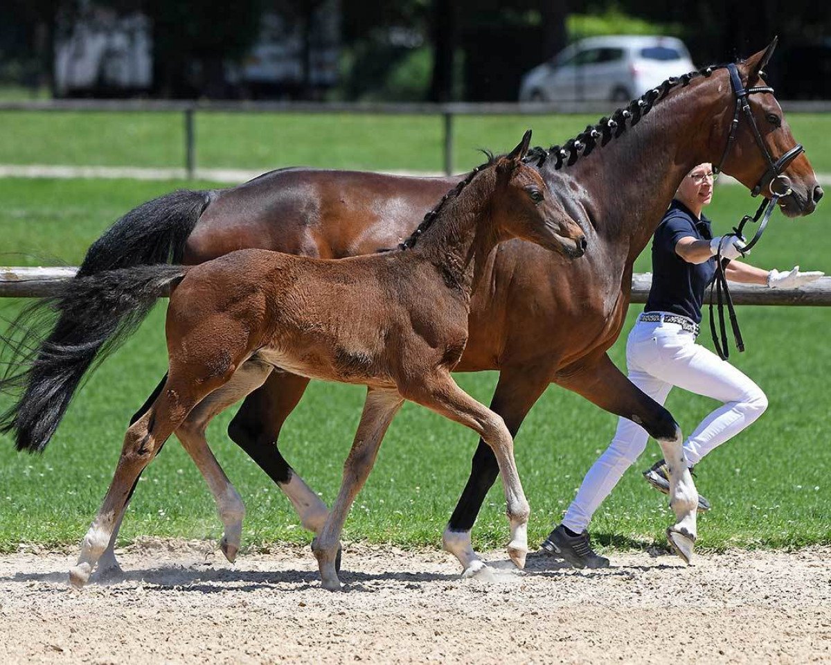 Springpferd Fürstenstein 13 (Deutsches Sportpferd, 2018, von Fürstenball)