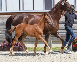 Dressurpferd Stute von Zalabaster (Bayer, 2018, von Blue Hors Zalabaster)