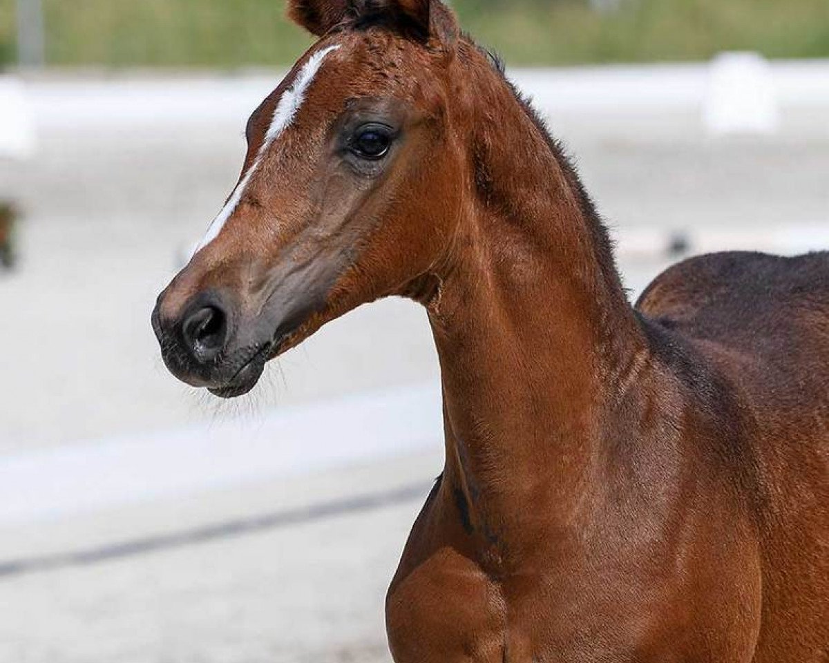 dressage horse Fabulous 20 (German Sport Horse, 2018, from Fürst Wettin)