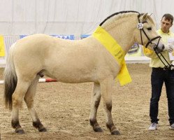 stallion Draug (Fjord Horse, 2016, from Draupnir)